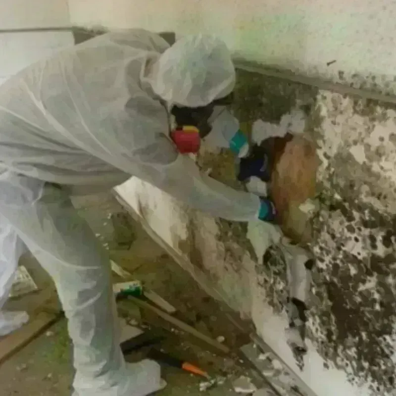 Mold Remediation and Removal in River Park, FL